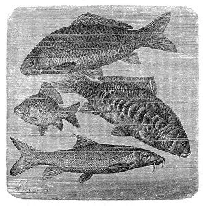 common carp, Mirror carp, Crucian carp, Barbus barbus