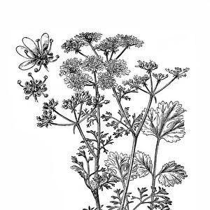 Coriander; Coriandrum sativum