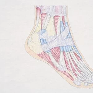 Cross-section diagram of human foot, side view