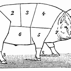 Cuts of Pork