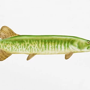 Digital illustration of Muskellunge (Esox masquinongy), largest of the Pike family