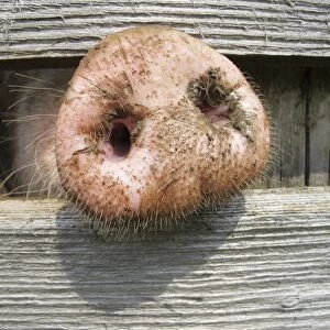 Domestic pig (Sus scrofa domestica) sticking its nose through a wooden fence