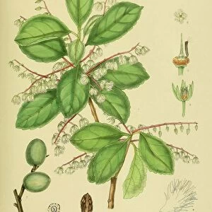 Elaeocarpus serratus, native to Southeast Asia, Sri Lanka, digitally restored historical colour print from 1893