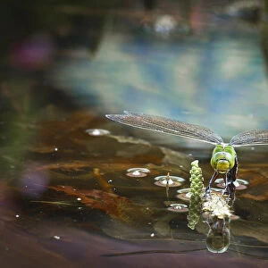 Emperor Dragonfly or Blue Emperor -Anax imperator-, female laying eggs, Gartenteich Schmellwitz, Cottbus, Brandenburg, Germany