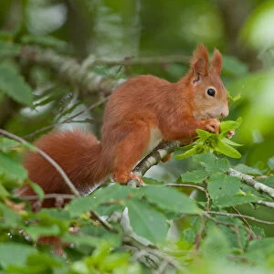 Eurasian Red Squirrel -Sciurus vulgaris- sitting on a branch, Germany