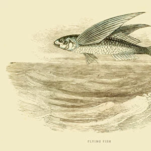 Flying fish illustration 1851
