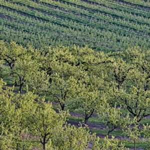 Fruit Orchards near Hood River, Oregon, USA
