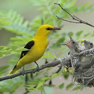Golden Orioles -Oriolus oriolus-, adult male at the nest in an acacia tree, chick begging for food, Bulgaria