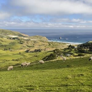 Grassland and the beach of Sandfly Bay, Otago Peninsula, South Island, New Zealand, Oceania