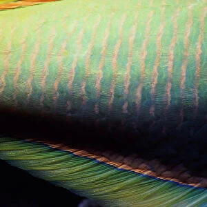 Green moon wrasse (Thalassoma lutescens) male, detail of skin