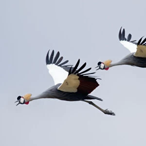 Grey crested cranes in flight