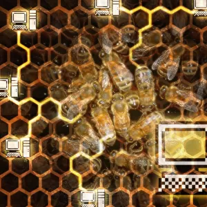 Honeycomb and Computers