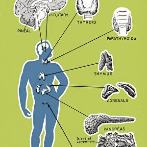 Human Organs