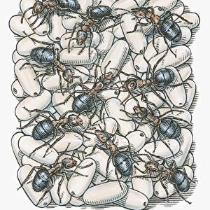 Illustration of ants on top of eggs