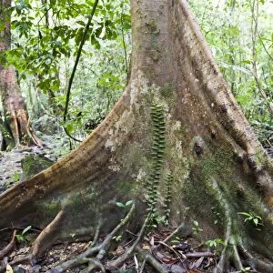 Jungle, tree trunk, buttress roots with climber, bei Tham Nam Thalu, Khao Sok Nationalpark, Provinz Surat Thani, Thailand