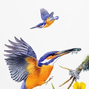 Kingfisher (Alcedo atthis), male, preparing to land with fish in bill, and in flight