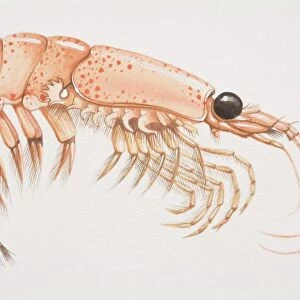 Krill (malacostracans), side view