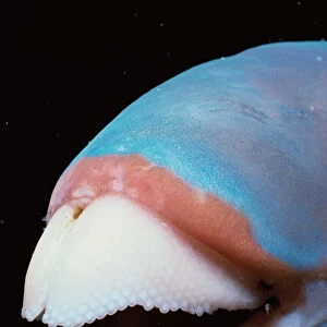 Mouth of Bluebarred Parrotfish