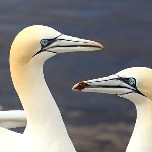 Two Northern Gannets on Helgoland, Germany