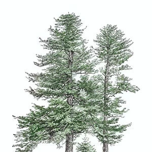 Old engraved illustration of European silver fir or silver fir (Abies alba)