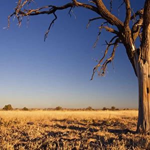 Pastel blue sunset in the Kalahari - Kimberley South Africa