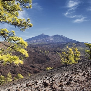 Pine trees with Teide volcano on background