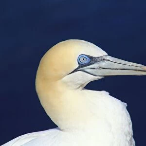 Portrait of a northern gannet on Helgoland, Germany