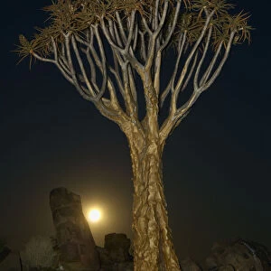Quiver tree, Keetmanshoop, Namibia