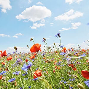 Red poppies and cornflowers on wild flower meadow against blue sky