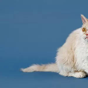 Selkirk Rex, longhair variety, purebred cat, 1. 5 years, colour fawn tortie white