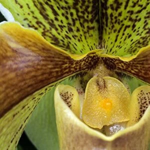 Slipper Orchid -Paphiopedilum-, Mainau, Baden-Wurttemberg, Germany