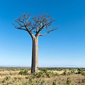 Solitary tall Baobab tree -Adansonia digitata-, vast landscape near Tulear or Toliara, Madagascar