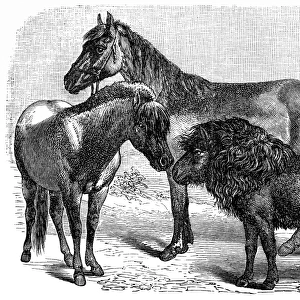 Swedish pony, Hungarian, Shetland pony