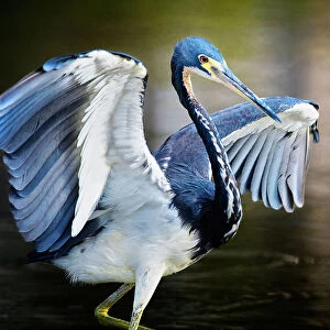 Tricolor Heron with Wings Spread