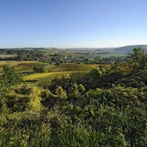 Vineyards near Bar-sur-Aube, Champagne, France, Europe