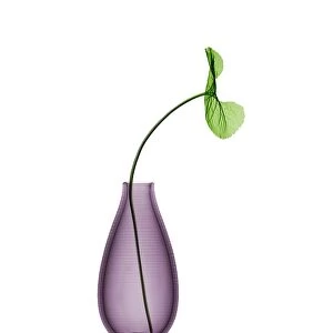Violet (Viola odorata) leaf in vase, X-ray