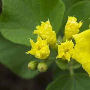 Yellow Geiger or Muyuyo -Cordia lutea-, Isabela Island, Galapagos Islands, Ecuador