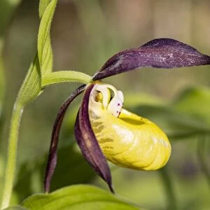 Yellow Ladys Slipper Orchid -Cypripedium calceolus-, Meissner Natural Park, Hesse, Germany