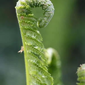 Young fern, Lady Fern -Athyrium filix-femina-