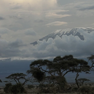 Africas highest mountain, Mt. Kilimanjaro rises over clouds late afternoon on December 13