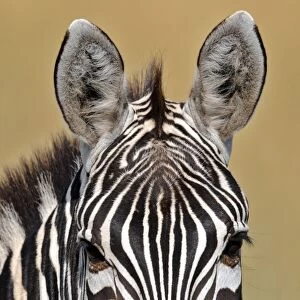Animal-Zebra-Kenya-Mara