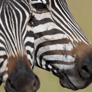 Animals-Zebra-Kenya-Mara