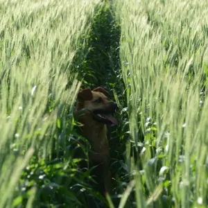 Argentina-Agriculture-Dog