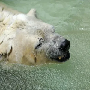 A print of a polar bear in a zoo enclosure A print of a polar bear in a zoo enclosure