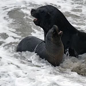 Argentina-Wildlife-Seal
