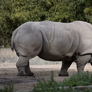 Argentina-Zoo-Rhino