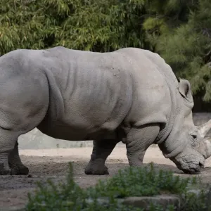 Argentina-Zoo-Rhino