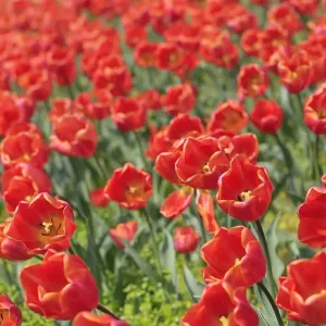 Austraia- Nature - Flowers - Tulips Austraia- Nature - Flowers - Tulips