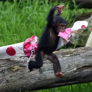 Australia-Animal-Chimpanzee Australia-Animal-Chimpanzee