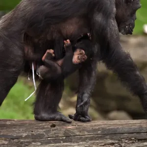 Australia-Animal-Chimpanzee